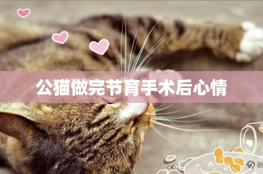 公貓做完節育手術后心情