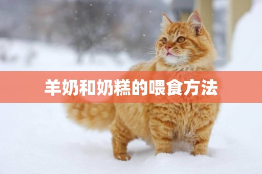 羊奶和奶糕的喂食方法