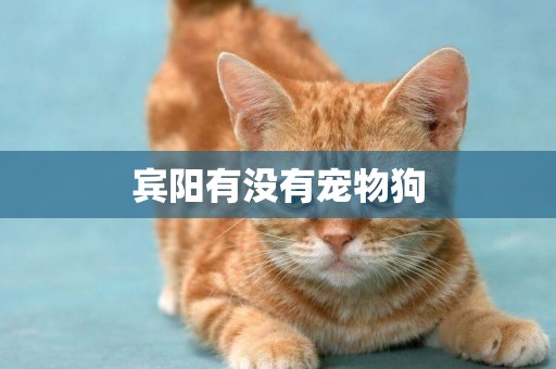 賓陽有沒有寵物狗
