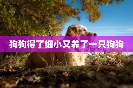 狗狗得了細小又養了一只狗狗