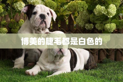 博美的睫毛都是白色的