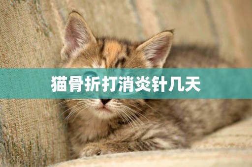 貓骨折打消炎針幾天