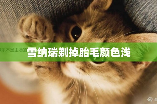雪納瑞剃掉胎毛顏色淺