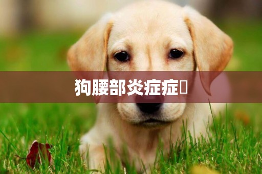 狗腰部炎癥癥狀