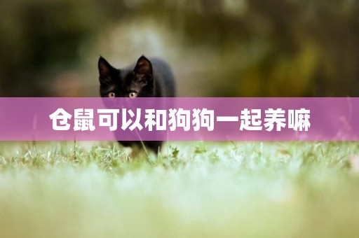 倉鼠可以和狗狗一起養嘛