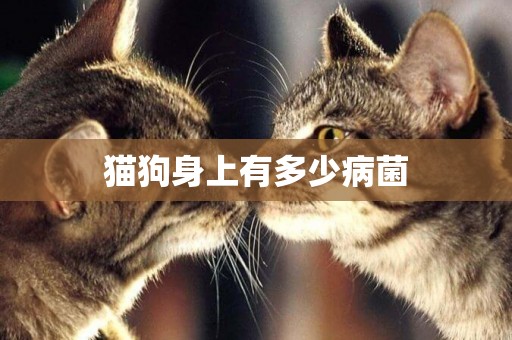 貓狗身上有多少病菌