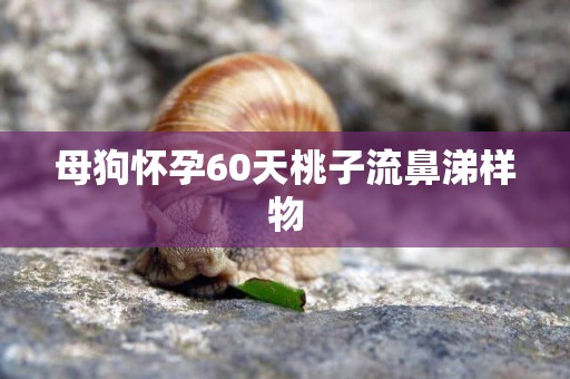 母狗懷孕60天桃子流鼻涕樣物