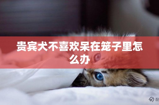 貴賓犬不喜歡呆在籠子里怎么辦