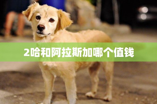 2哈和阿拉斯加哪個值錢
