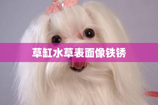 草缸水草表面像鐵銹
