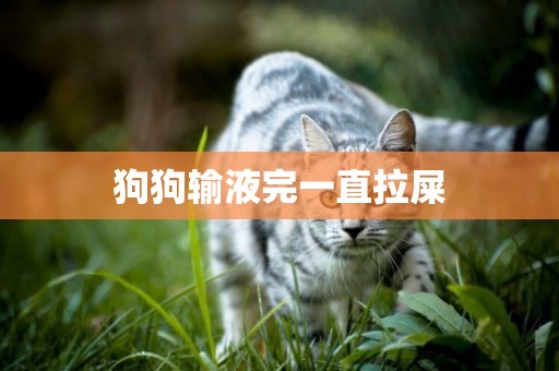 狗狗輸液完一直拉屎