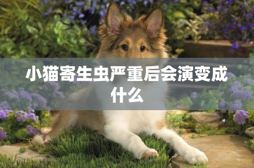 小貓寄生蟲嚴重后會演變成什么