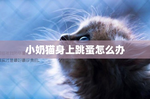 小奶貓身上跳蚤怎么辦