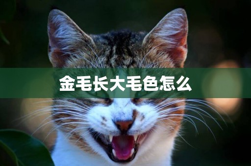 金毛長大毛色怎么
