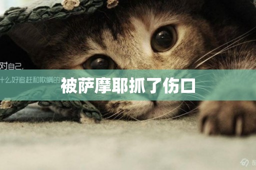 被薩摩耶抓了傷口