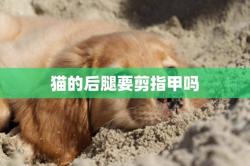 貓的后腿要剪指甲嗎