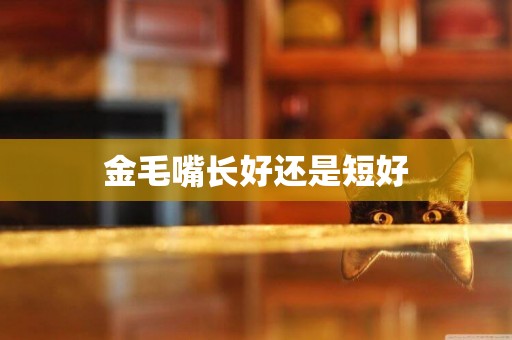 金毛嘴長好還是短好