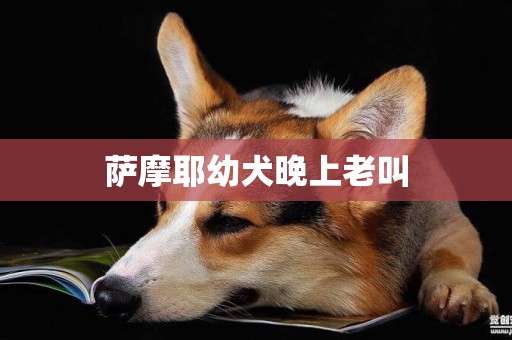 薩摩耶幼犬晚上老叫