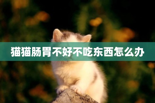 貓貓腸胃不好不吃東西怎么辦