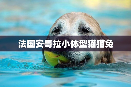 法國安哥拉小體型貓貓兔