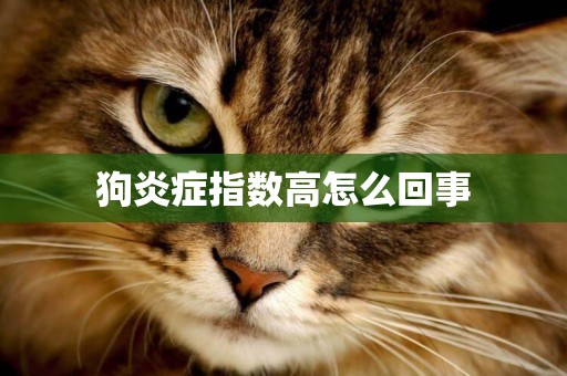 狗炎癥指數高怎么回事
