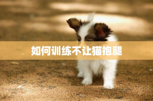 如何訓練不讓貓抱腿