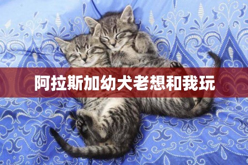 阿拉斯加幼犬老想和我玩
