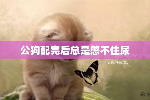 公狗配完后總是憋不住尿