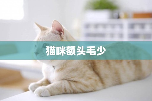 貓咪額頭毛少