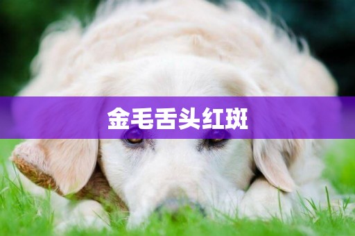 金毛舌頭紅斑