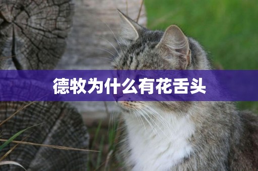德牧為什么有花舌頭