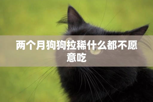 兩個月狗狗拉稀什么都不愿意吃