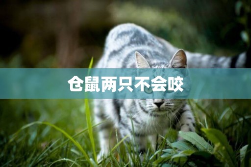 倉鼠兩只不會咬
