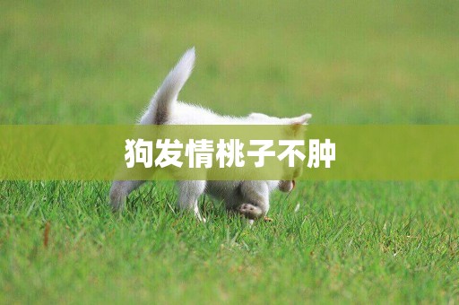 狗發情桃子不腫