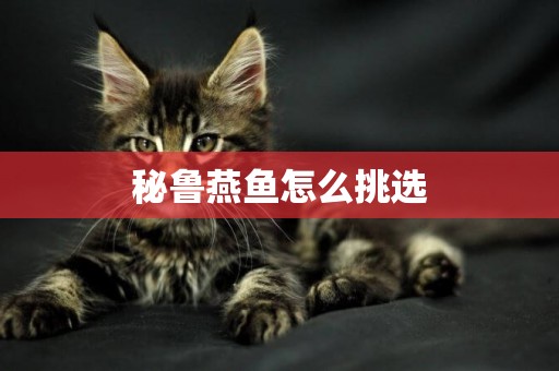 秘魯燕魚怎么挑選