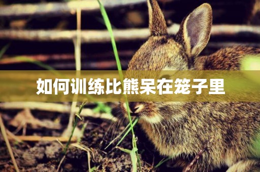如何訓練比熊呆在籠子里