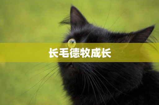 長毛德牧成長
