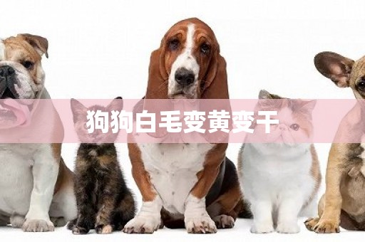 狗狗白毛變黃變干