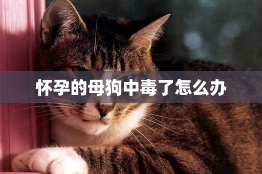 懷孕的母狗中毒了怎么辦