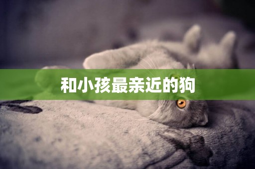 和小孩最親近的狗
