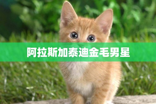 阿拉斯加泰迪金毛男星