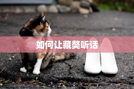 如何讓藏獒聽話