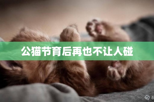 公貓節育后再也不讓人碰