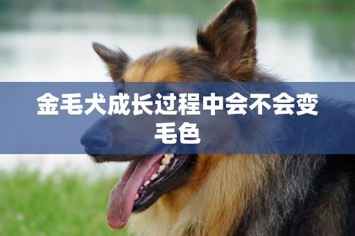 金毛犬成長過程中會不會變毛色