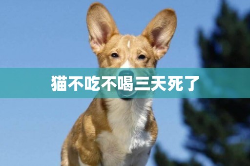 貓不吃不喝三天死了