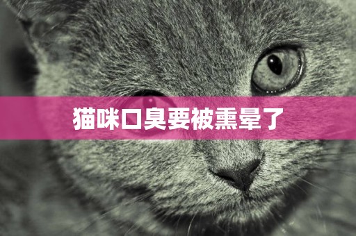 貓咪口臭要被熏暈了
