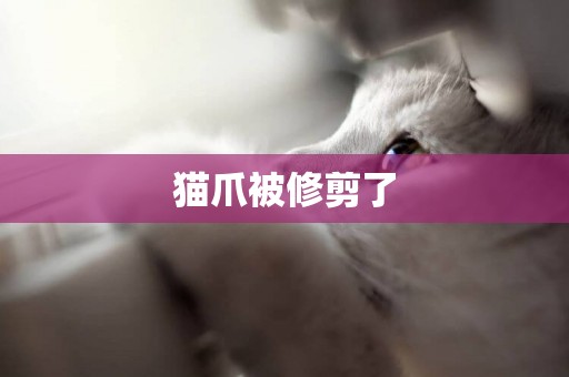 貓爪被修剪了
