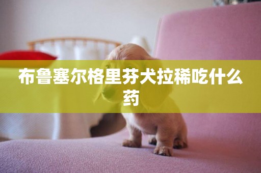 布魯塞爾格里芬犬拉稀吃什么藥