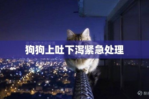 狗狗上吐下瀉緊急處理