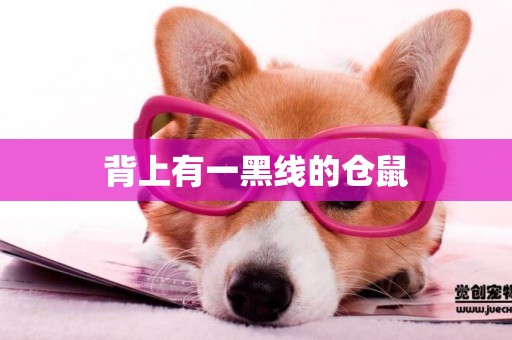背上有一黑線的倉鼠